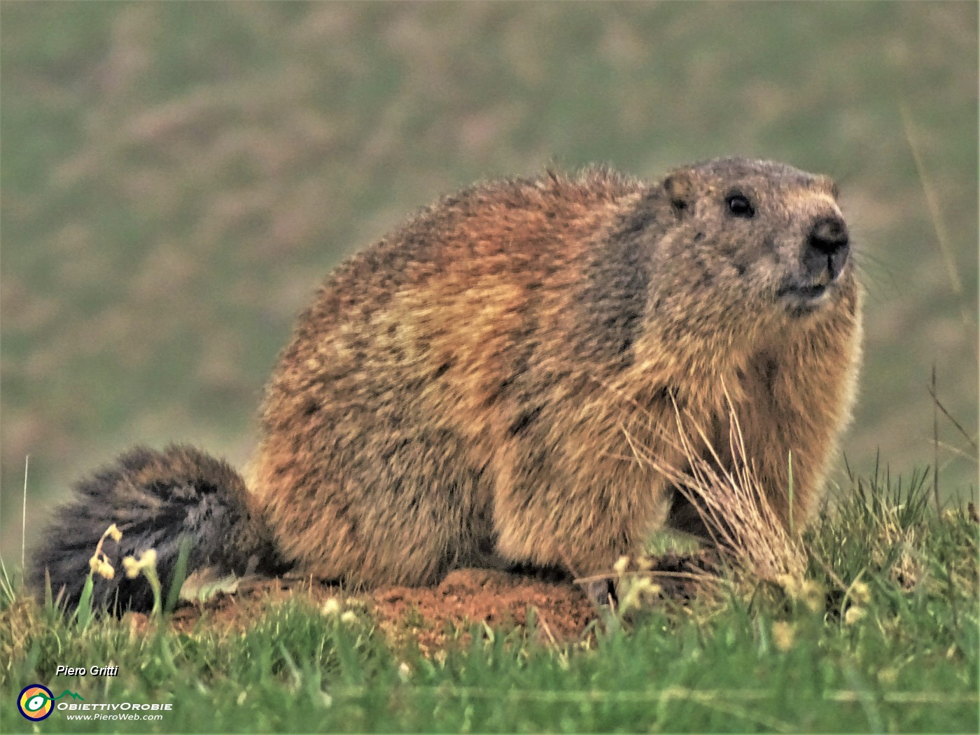 07 Marmota marmota (Marmotta delle Alpi) sul sentiero 101.JPG